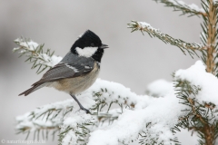 144 Tannenmeise - Parus ater